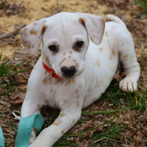 regalo dalmata