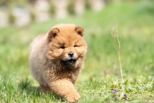 cuccioli di chow chow di razza e tipo | Foto 1