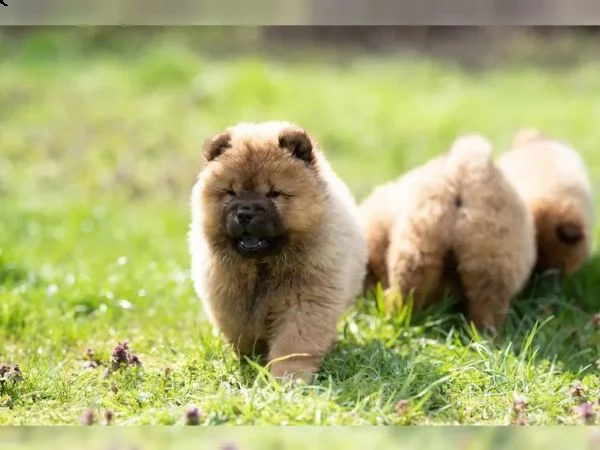 cuccioli di chow chow di razza e tipo | Foto 0