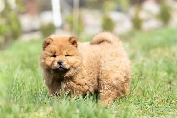 cuccioli di chow chow di razza e tipo