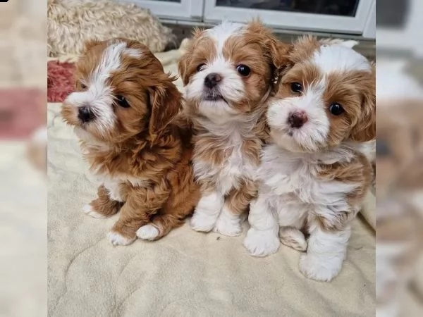 dolcissimi cuccioli di havanese