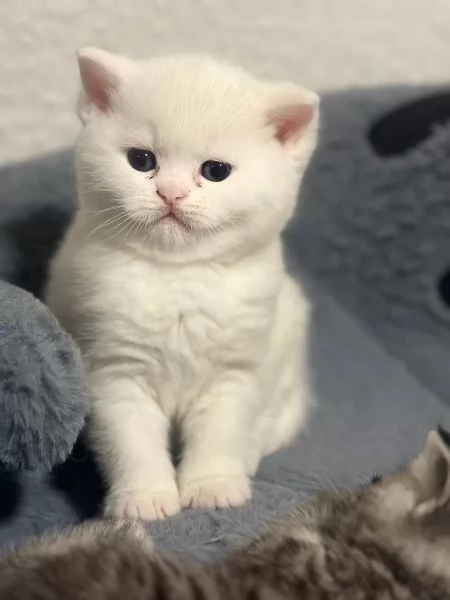 Adorabili gattini di razza British Shorthair (BKH) per il reinserimento