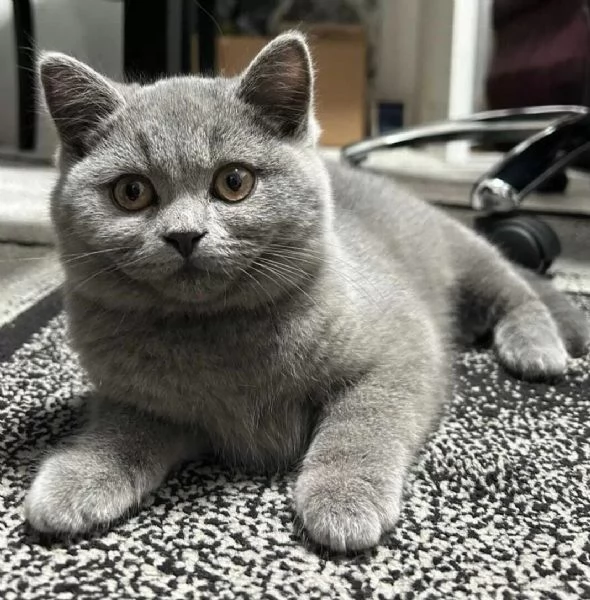 Adorabili gattini di razza British Shorthair (BKH) per il reinserimento | Foto 3