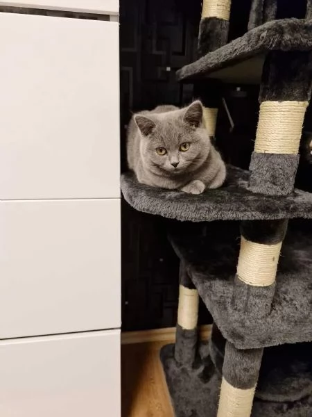 Adorabili gattini di razza British Shorthair (BKH) per il reinserimento | Foto 1