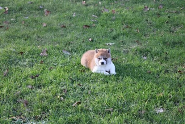 cuccioli di shiba inu maschi e femmine. | Foto 2