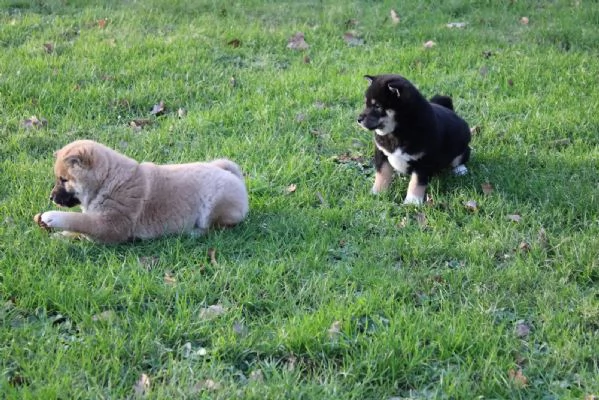 cuccioli di shiba inu maschi e femmine.