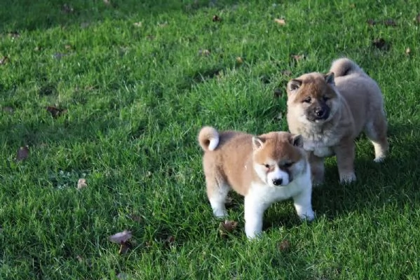 cuccioli di shiba inu maschi e femmine. | Foto 0