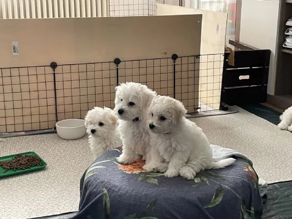 STUPENDI CUCCIOLI DI BICHON FRISE | Foto 3