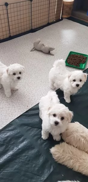 STUPENDI CUCCIOLI DI BICHON FRISE | Foto 2