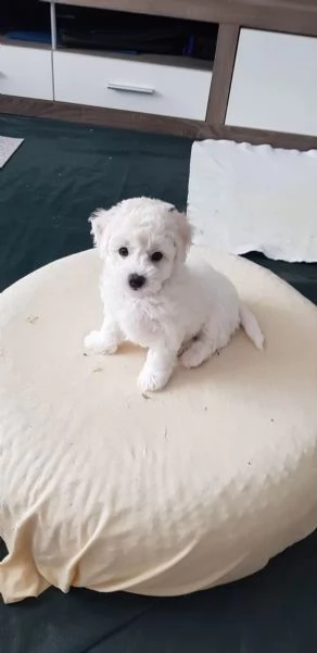 STUPENDI CUCCIOLI DI BICHON FRISE