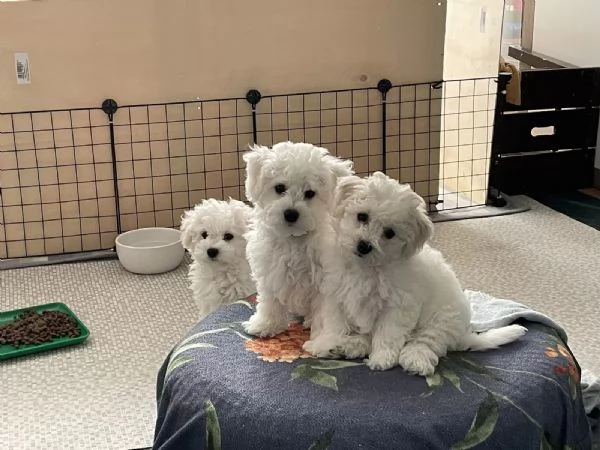 STUPENDI CUCCIOLI DI BICHON FRISE | Foto 0