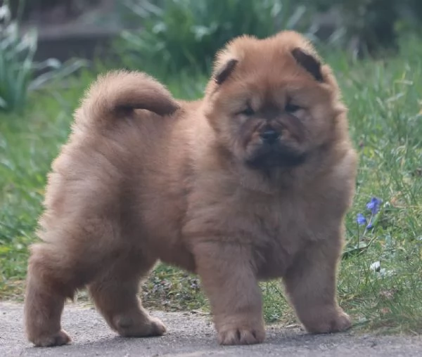 Meravigliosi cuccioli di Chow Chow | Foto 3