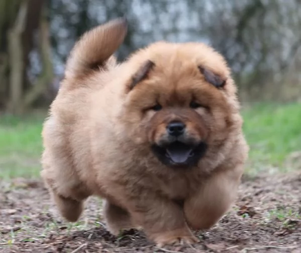 Meravigliosi cuccioli di Chow Chow