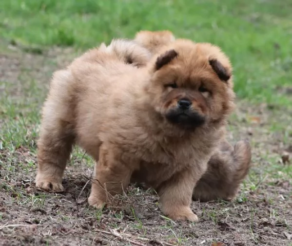 Meravigliosi cuccioli di Chow Chow | Foto 1