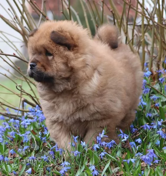 Meravigliosi cuccioli di Chow Chow | Foto 0