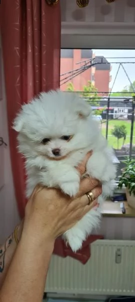 cuccioli di pomerania stanno ancora cercando una casa amorevole! | Foto 4