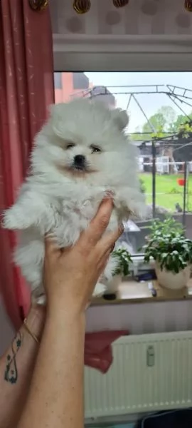 cuccioli di pomerania stanno ancora cercando una casa amorevole! | Foto 3