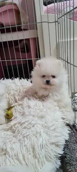 cuccioli di pomerania stanno ancora cercando una casa amorevole! | Foto 2