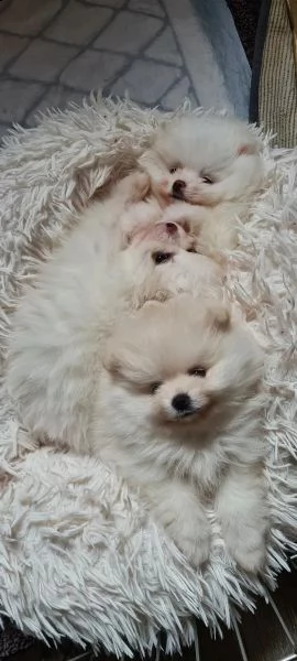 cuccioli di pomerania stanno ancora cercando una casa amorevole! | Foto 1