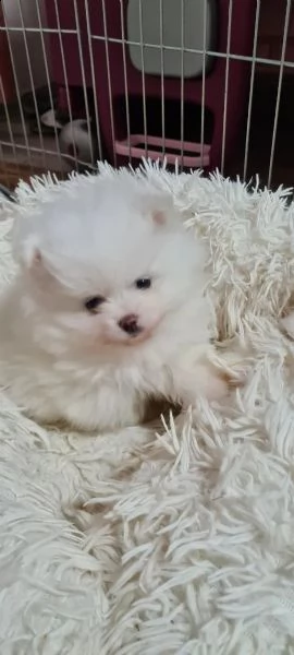 cuccioli di pomerania stanno ancora cercando una casa amorevole!