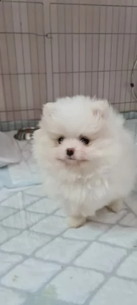 cuccioli di pomerania stanno ancora cercando una casa amorevole! | Foto 0