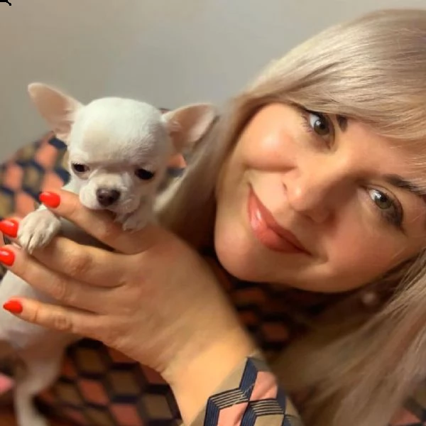 due cuccioli di chihuahua teacup hanno bisogno urgentemente di una nuova famiglia splendidi cuccioli