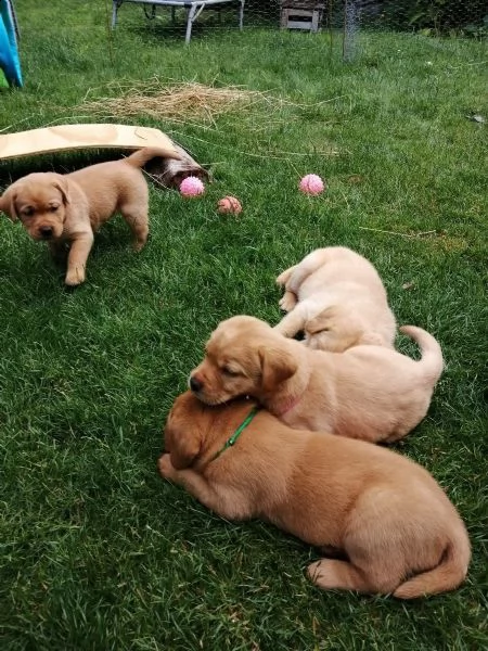 cuccioli di labrador di razza pura in fantastici colori speciali | Foto 4