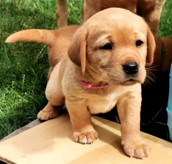 cuccioli di labrador di razza pura in fantastici colori speciali | Foto 3