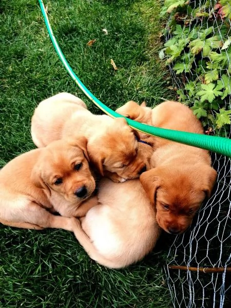 cuccioli di labrador di razza pura in fantastici colori speciali | Foto 2