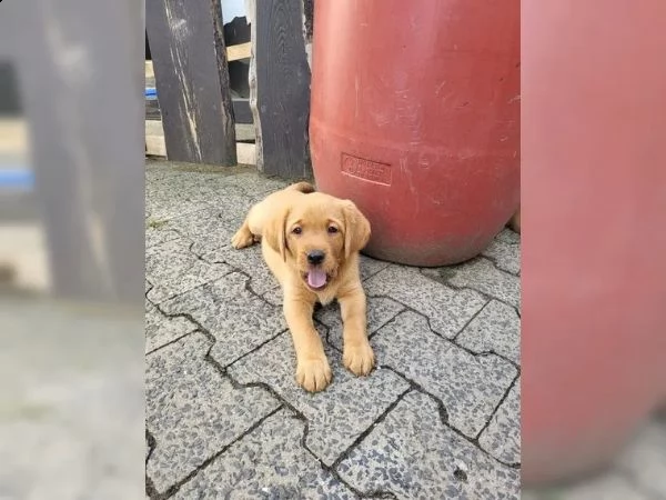 cuccioli di labrador di razza pura in fantastici colori speciali | Foto 1