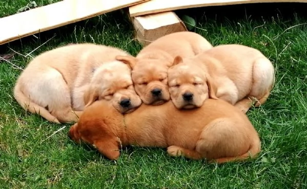 cuccioli di labrador di razza pura in fantastici colori speciali