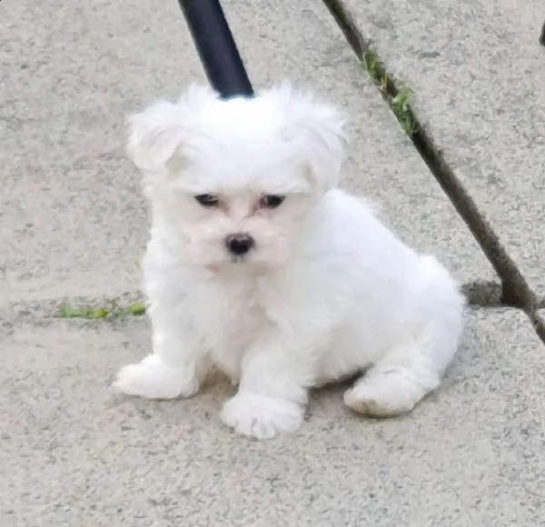 vendo cuccioli di maltese