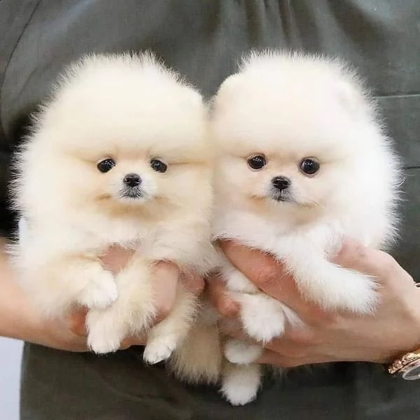 fantastici cuccioli di pomerania