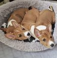 cuccioli basenji pronti per partire | Foto 2