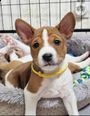 cuccioli basenji pronti per partire | Foto 1