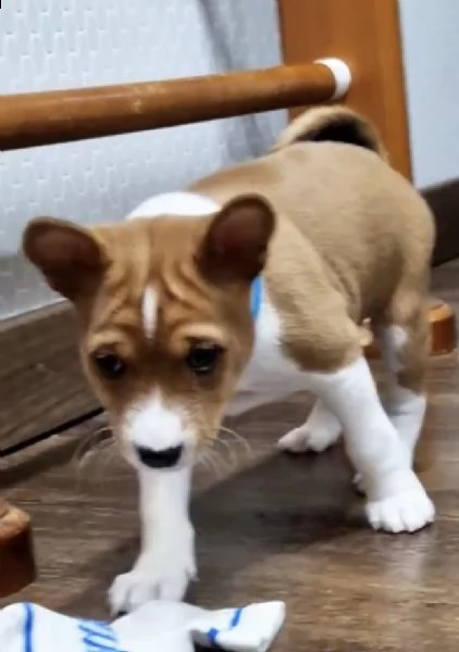 cuccioli basenji pronti per partire | Foto 0