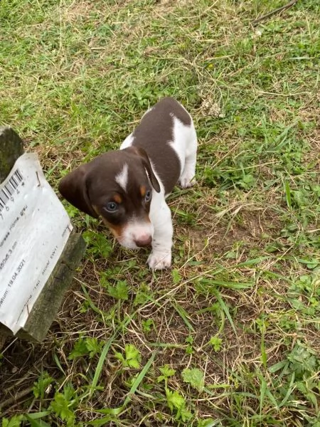 disponibili cuccioli di bassotto  | Foto 2