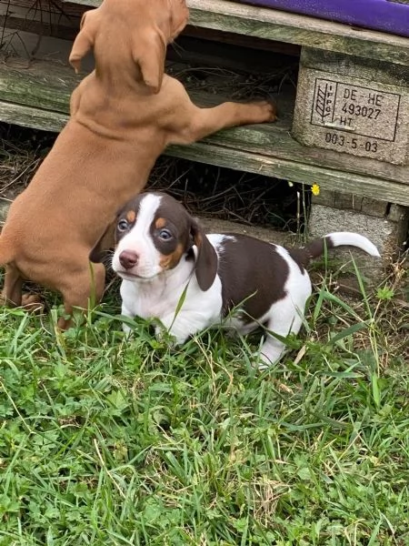 disponibili cuccioli di bassotto  | Foto 0