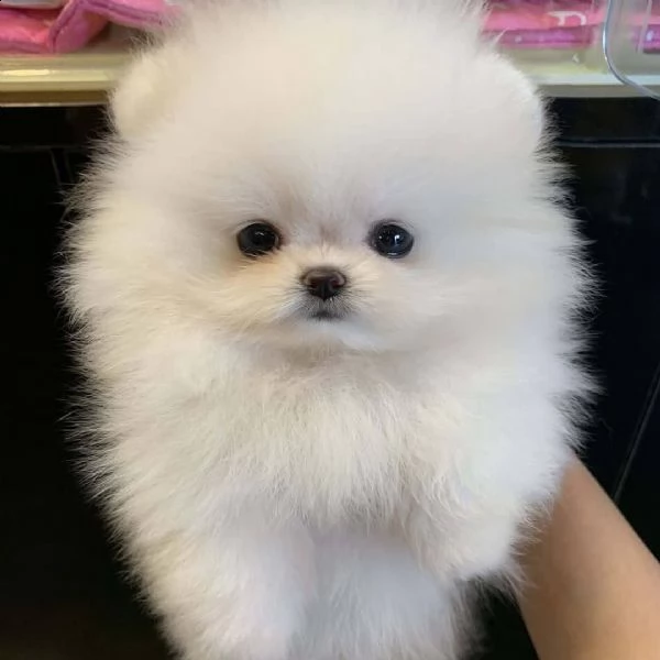 volpini di pomerania con pedigree