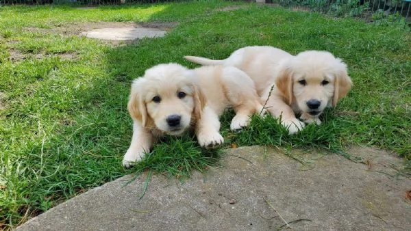 3 cuccioli di golden retriever con pedigree-