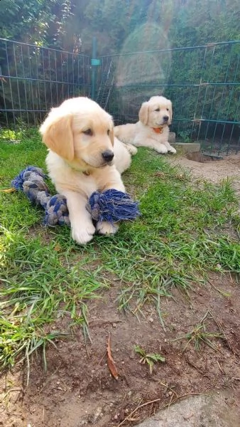 3 cuccioli di golden retriever con pedigree- | Foto 2