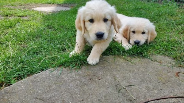 3 cuccioli di golden retriever con pedigree- | Foto 1