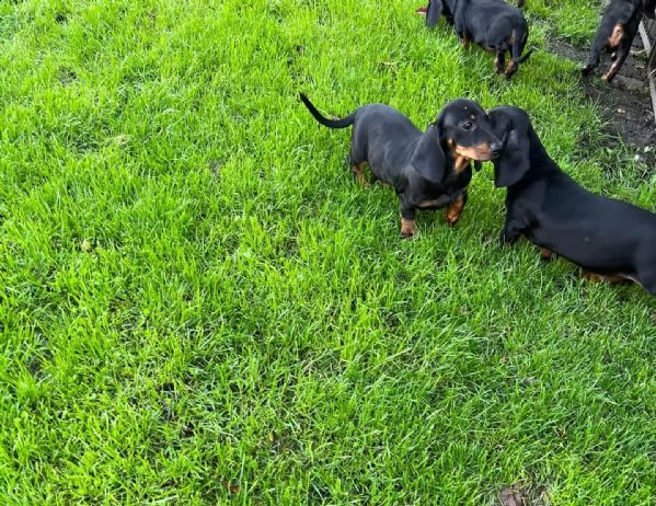 cuccioli di bassotto | Foto 0