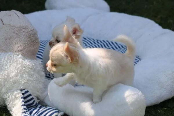 Splendidi cuccioli di Chihuahua pronti per una nuova casa - con pedigree | Foto 0