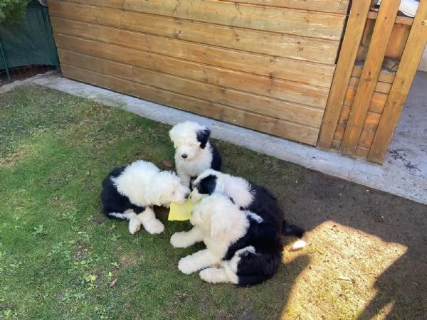 cuccioli di Bobtail | Foto 1