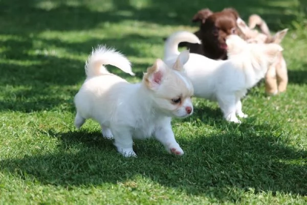 Chihuahua stupendi cuccioli privato | Foto 1