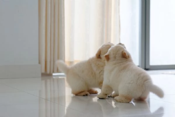 Cuccioli di chow chow