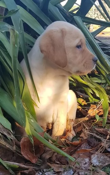 CUCCIOLI DI LABRADOR CIOCCOLATO CON PEDIGREE