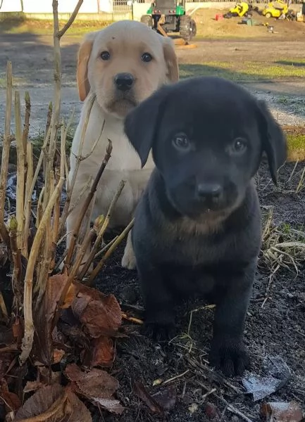 Splendidi cuccioli di Larador color cioccolato, neri e gialli, disponibili maschi e femmine. | Foto 1