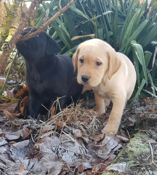 Splendidi cuccioli di Larador color cioccolato, neri e gialli, disponibili maschi e femmine. | Foto 0